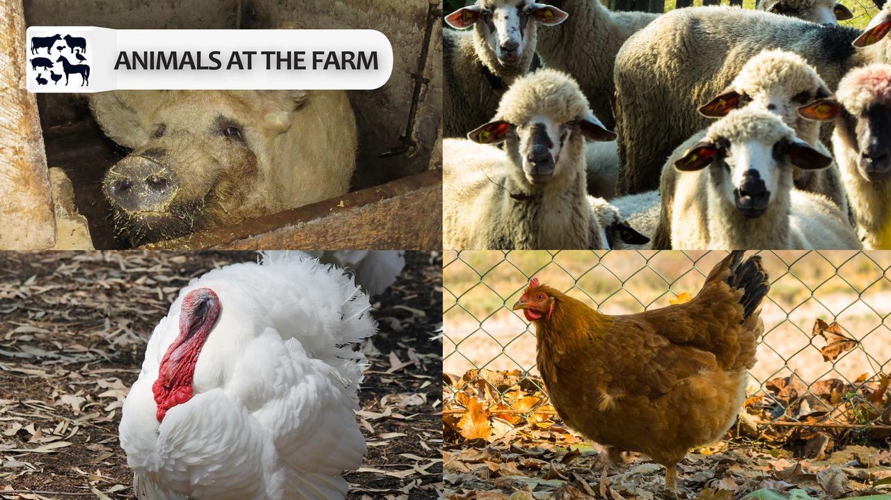 Eco Farm Milanovic Vendégház Despotovac Kültér fotó